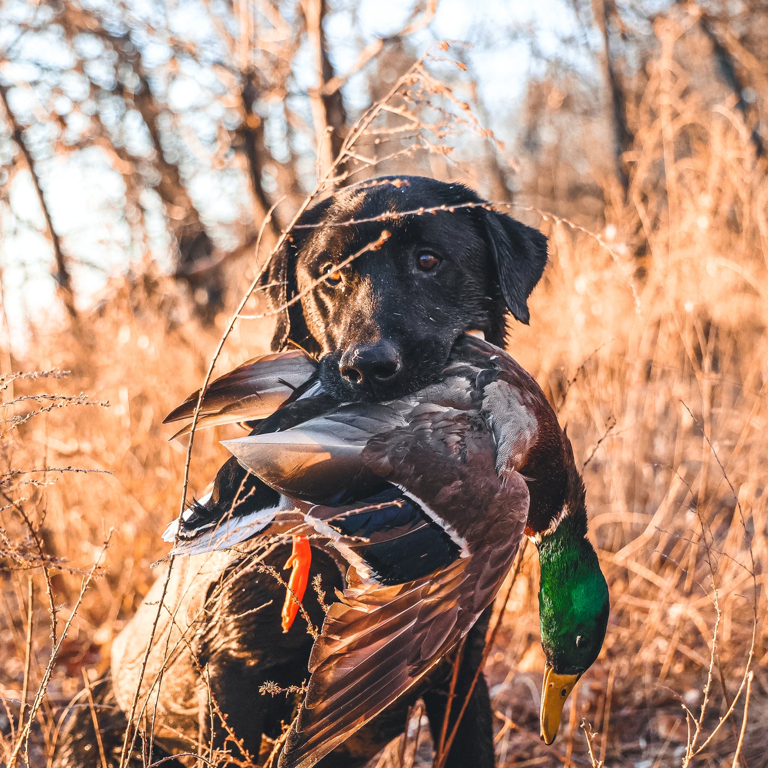 The Heritage Outdoors